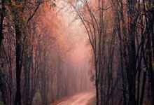 法国篮球甲级联赛新赛季开启，争夺冠军激烈